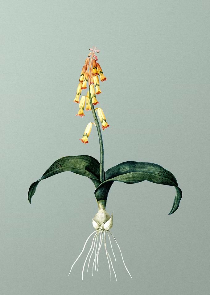 Watsonia on Mint Green
