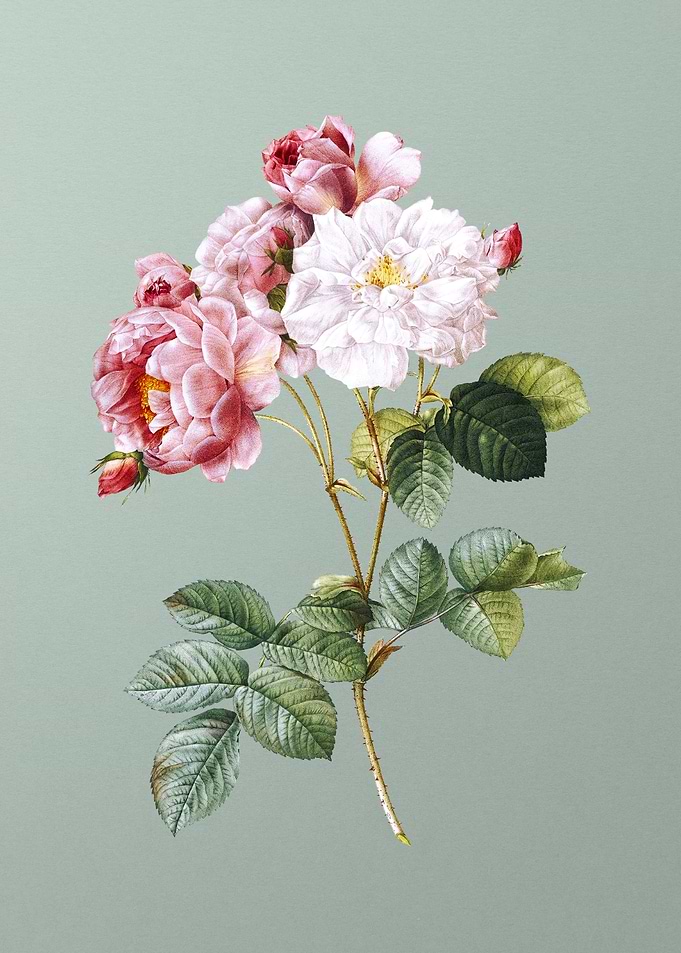 Pink Damask Rose on Green