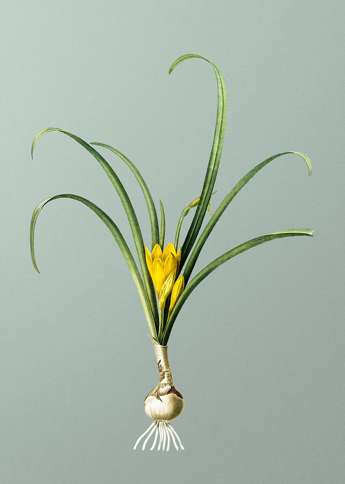 Yellow Autumn Crocus