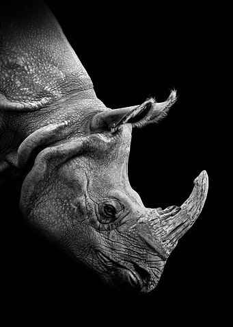 Low Key Rhino Black