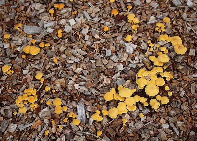 Fairy Circle