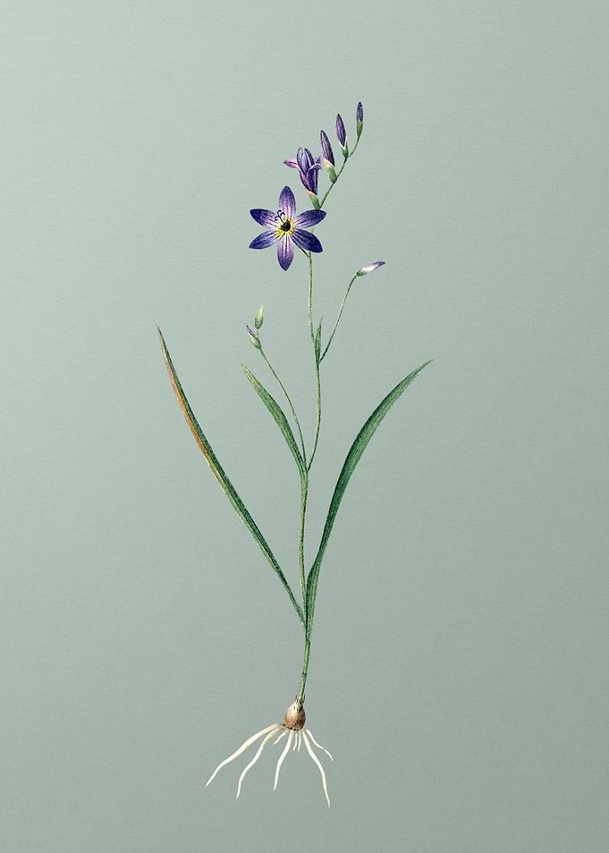 Ixia Secunda on Green