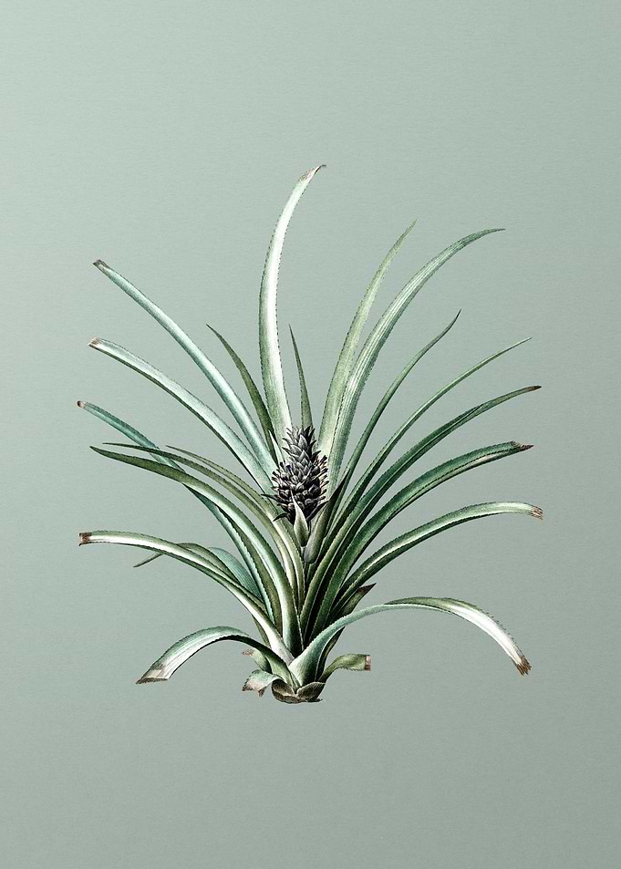 Pineapple on Mint Green