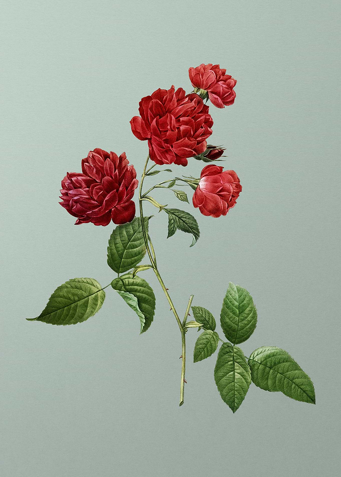 Red Cabbage Rose in Bloom