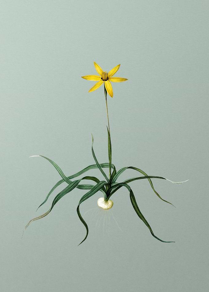 Hypoxis Stellata on Green