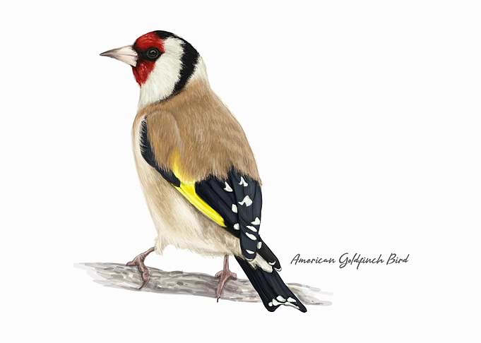 American Goldfinch Bird
