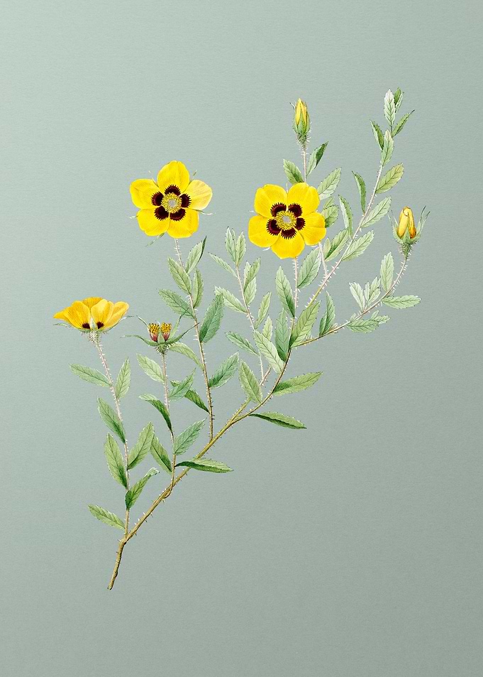Vintage Rosa Persica