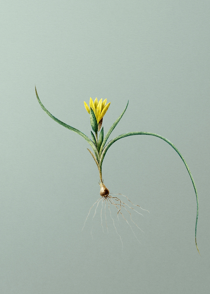 Ixia Recurva on Green