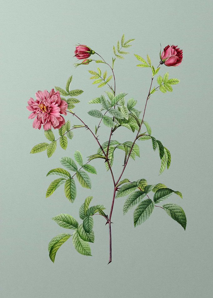Vintage Cinnamon Rose