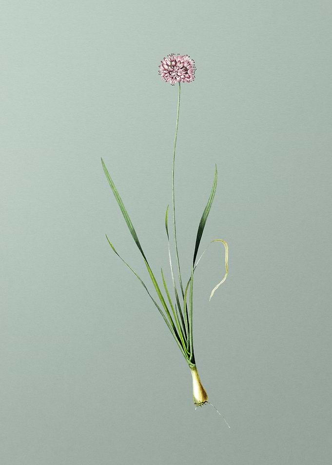 Mouse Garlic on Green