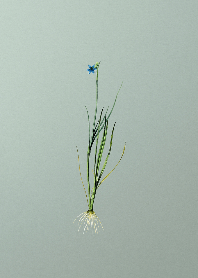 Narrow leaf Blue eye grass