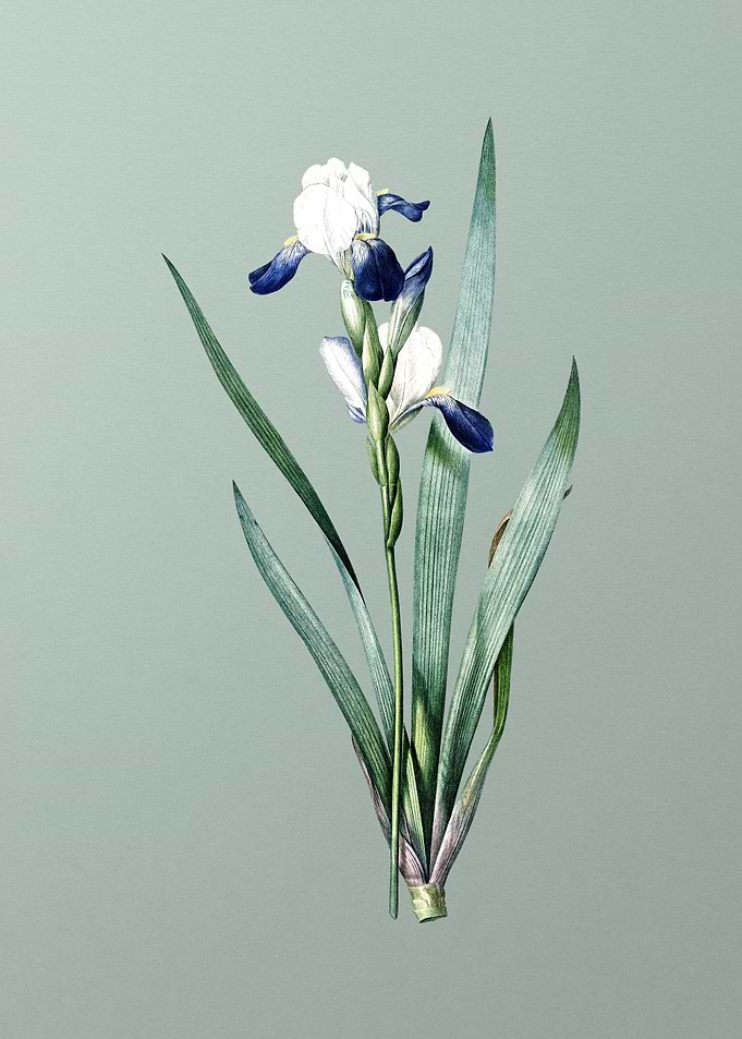 Tall Bearded Iris on Green