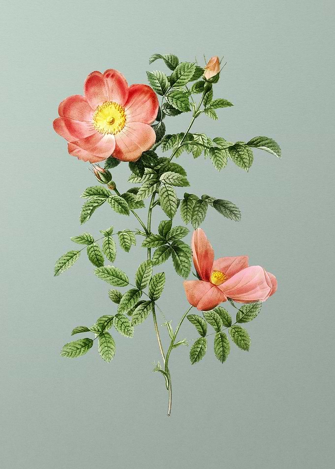 Red Sweetbriar Rose