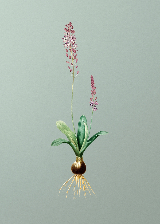 Scilla Obtusifolia on Mint
