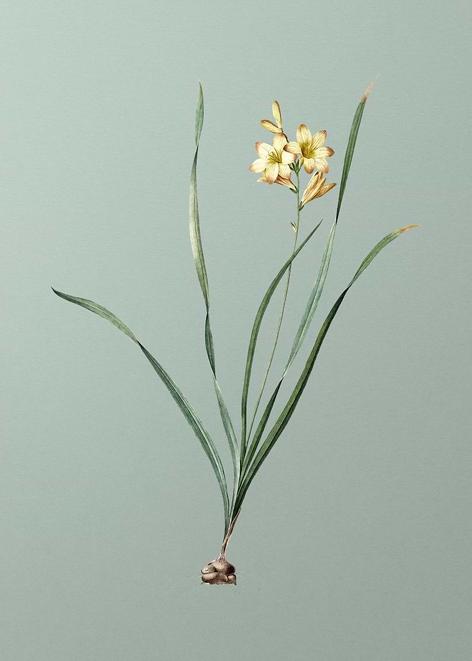 Gladiolus Lineatus on Mint