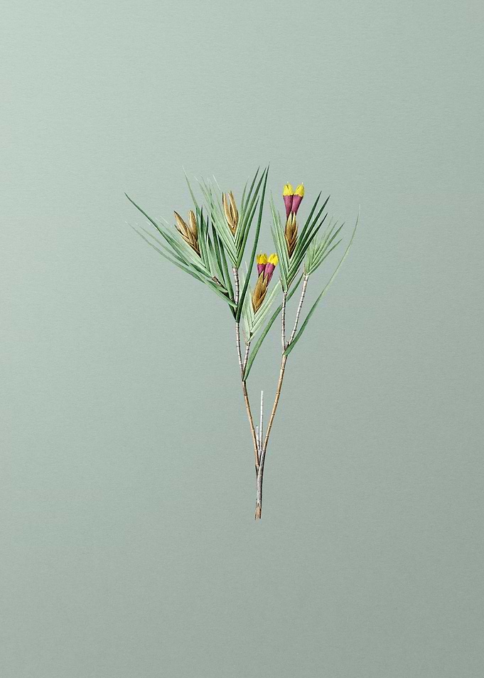 Witsenia Maura on Green