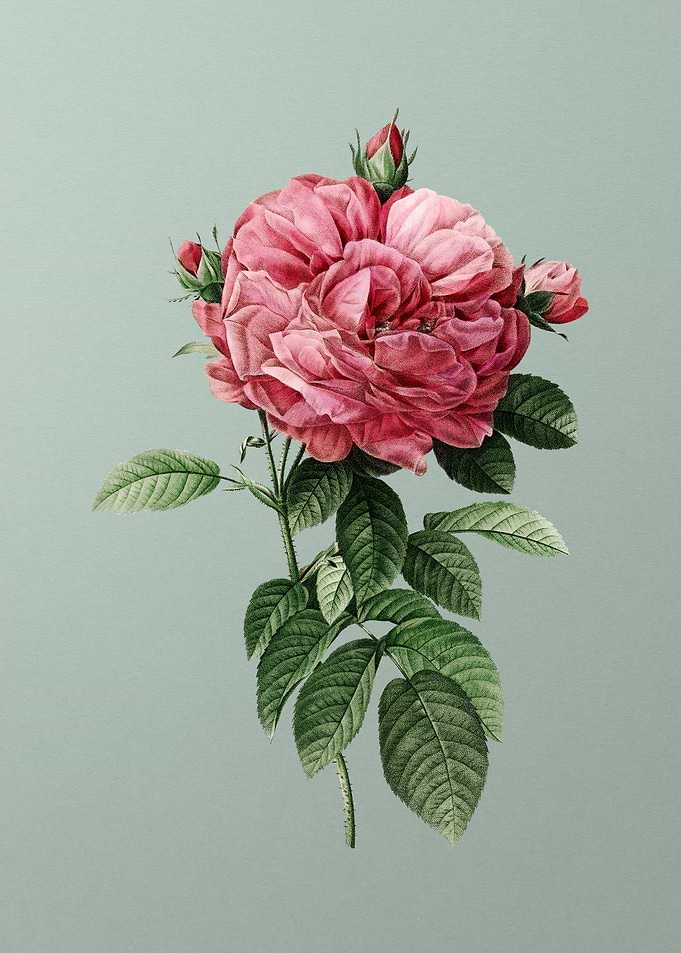 Giant French Rose on Green