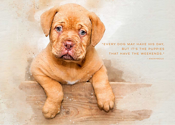 Every Dog Has His Day