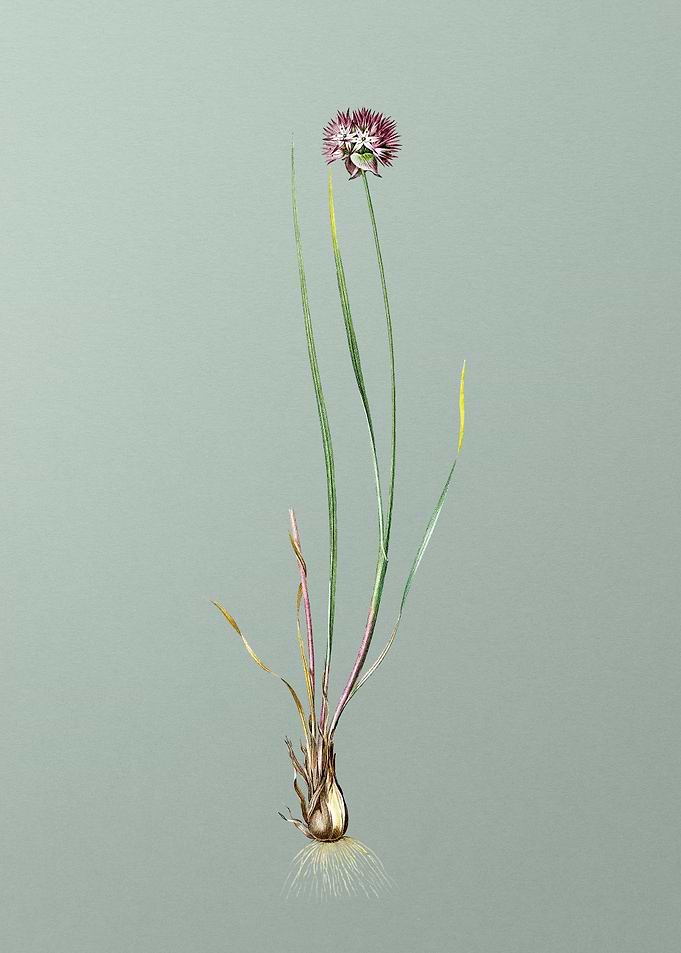 Allium Foliosum on Green