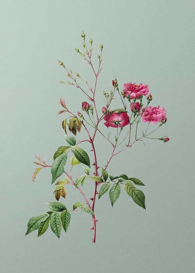 Pink Noisette Roses