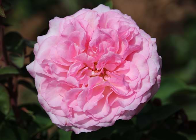 Pink Rose