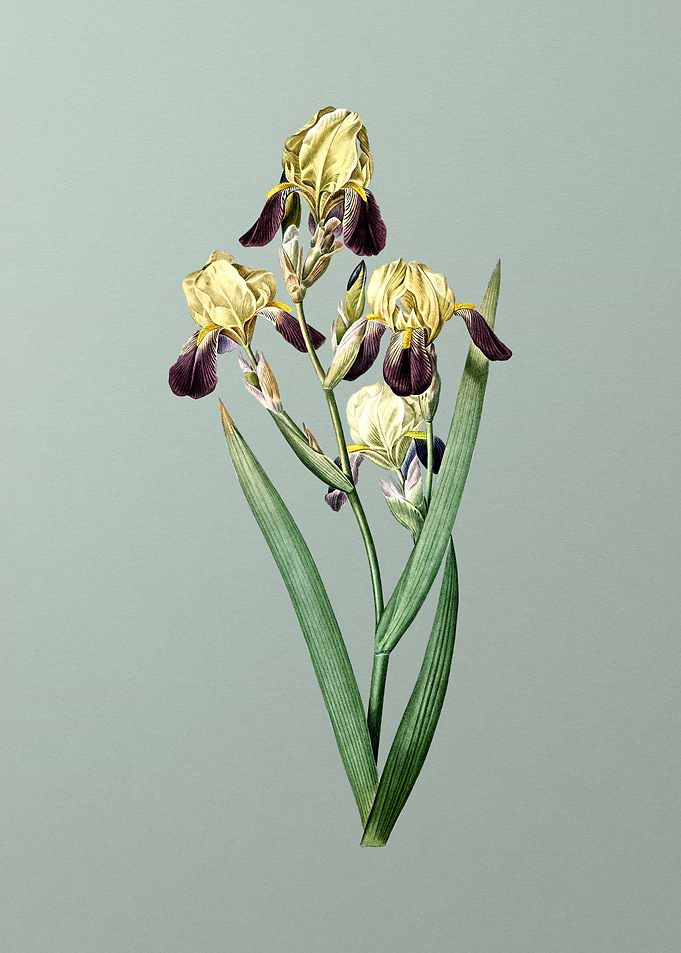 Elder Scented Iris on Mint
