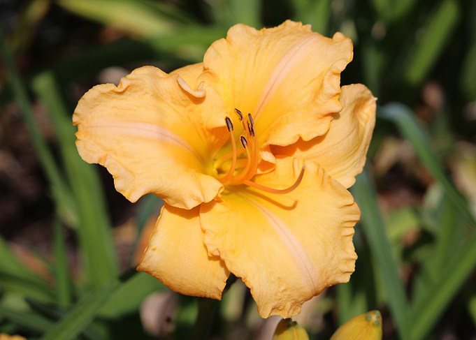 Yellow Flower