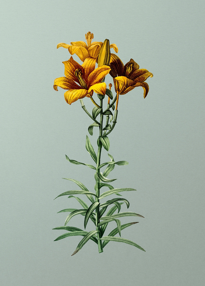 Fire Lily on Light Green