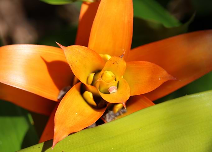 Orange Succulent