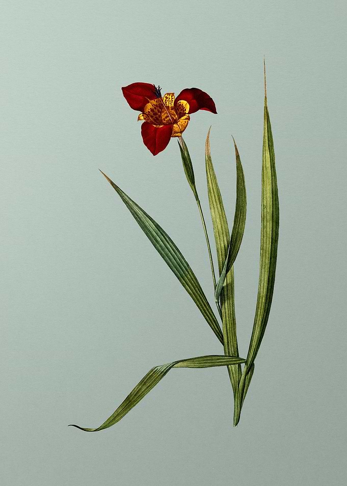 Tiger Flower on Green