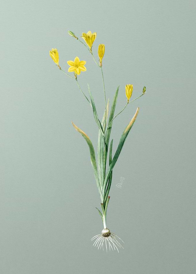 Ixia Bulbifera on Green