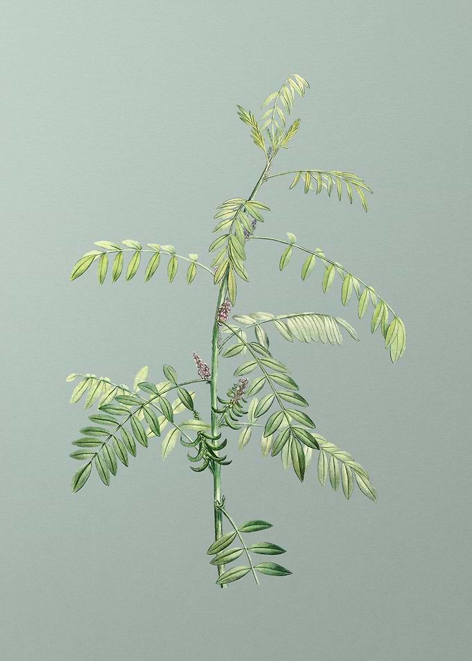 Flowering Indigo Plant
