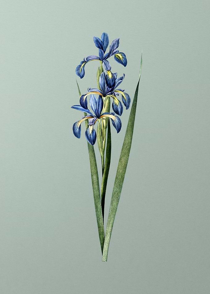 Blue Iris on Green