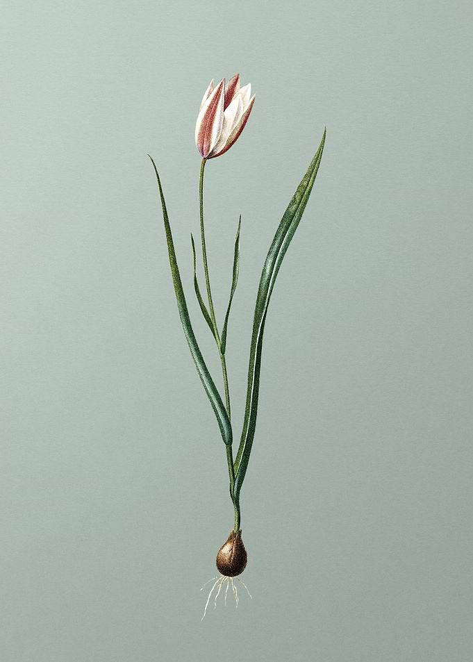 Lady Tulip on Mint Green