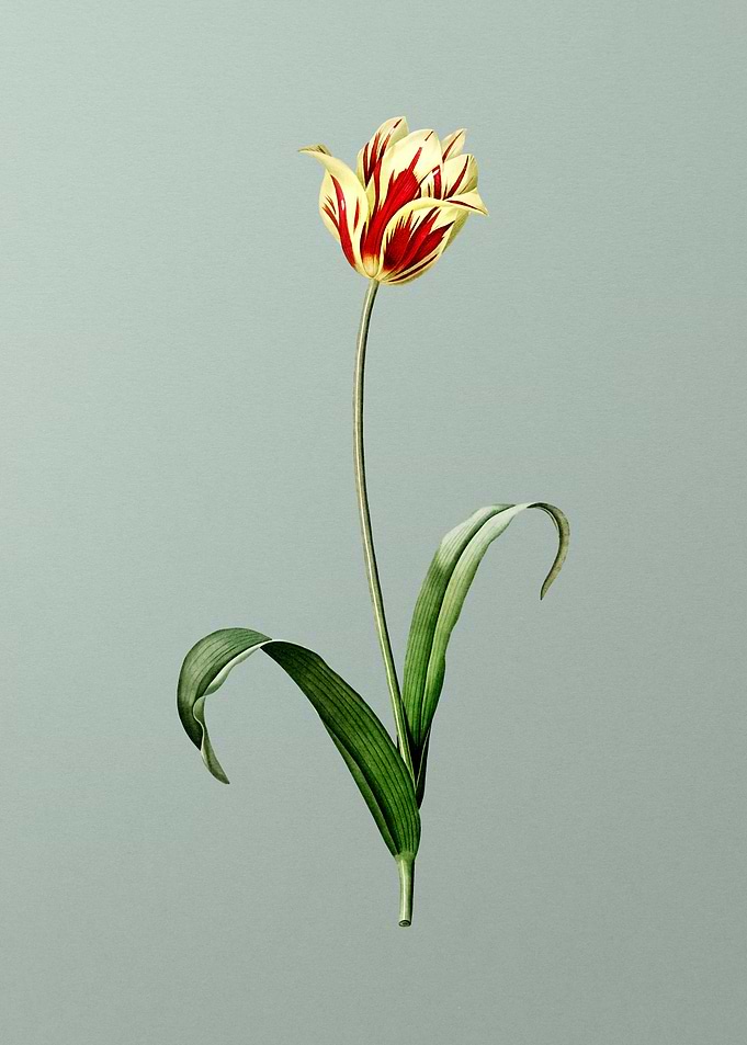 Didiers Tulip on Green
