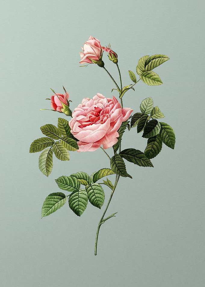 Pink Rose Turbine