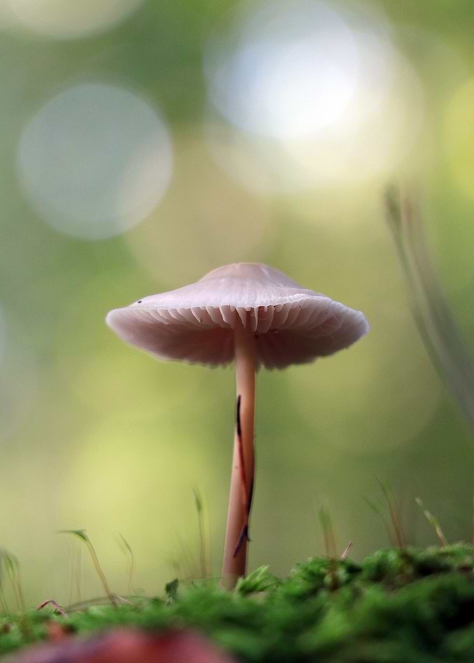 Mushroom
