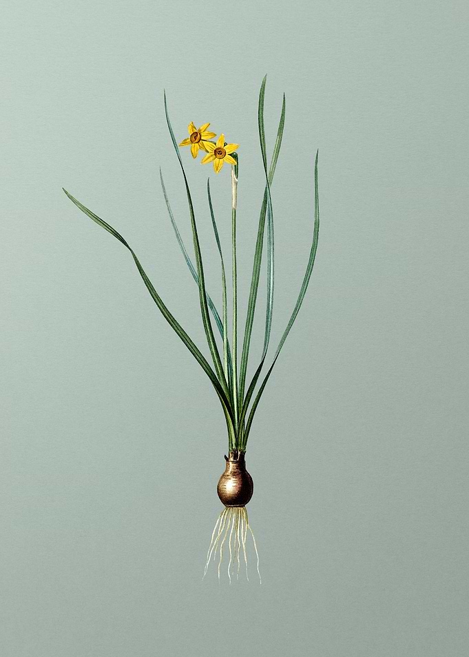 Rush Leaf Jonquil on Green