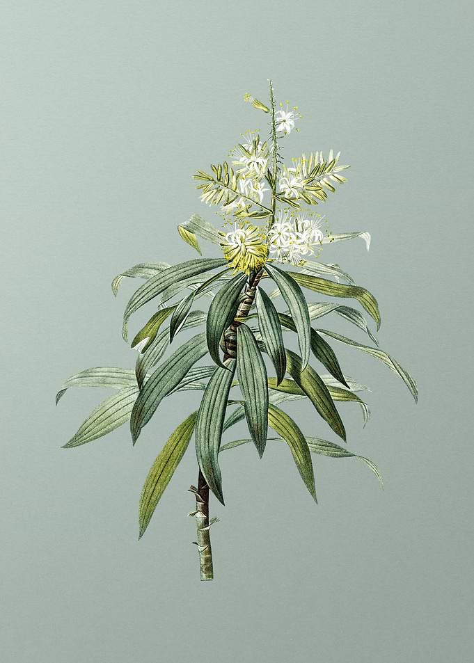 Pleomele on Mint Green