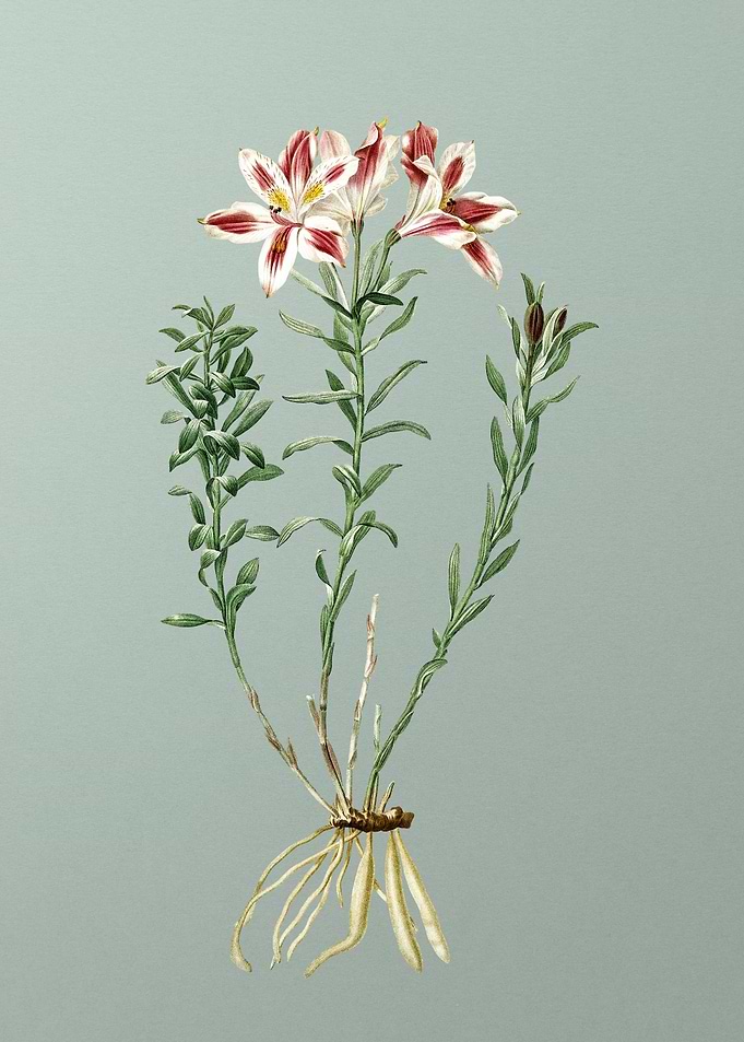 Lily of the Incas on Green