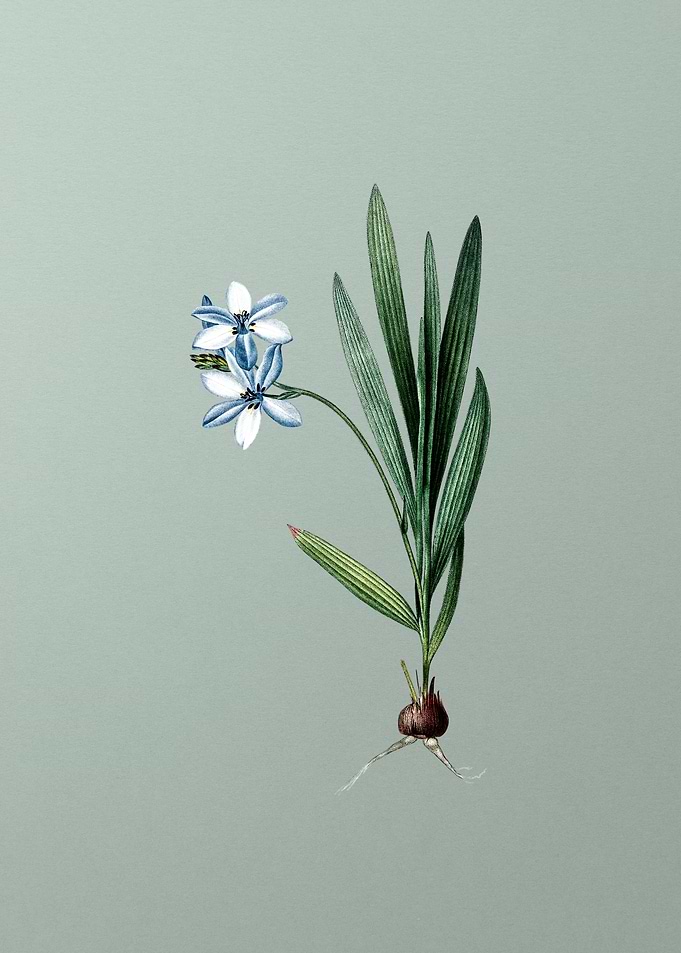 Gladiolus Plicatus on Mint