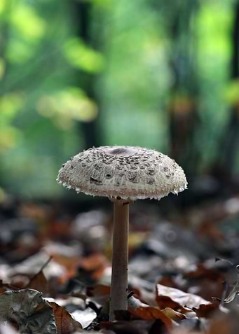 Mushroom