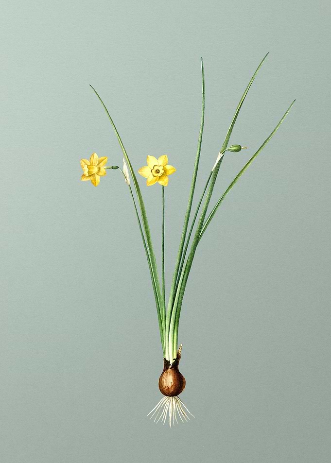 Daffodil Floral on Green