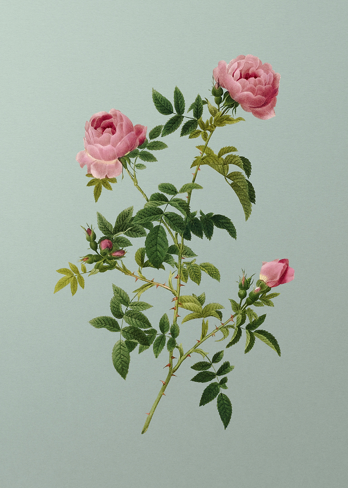 Rose of the Hedges on Mint