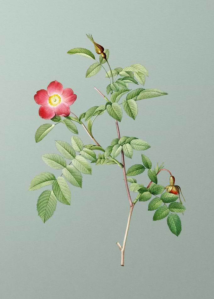 Pink Alpine Rose on Green