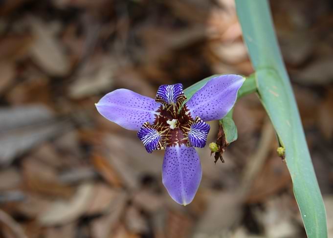 Purple Flower