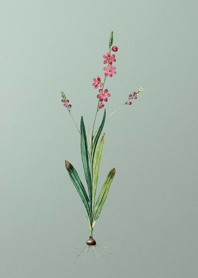 Ixia Scillaris on Green