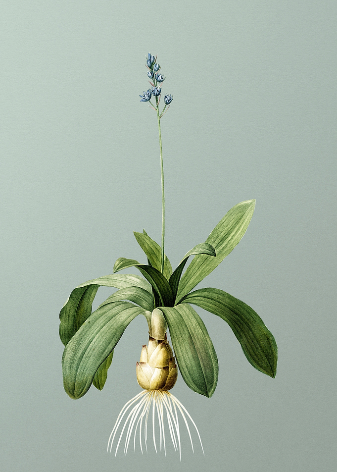 Scilla Lilio Hyacinthus