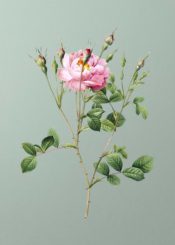 Anemone Sweetbriar Rose