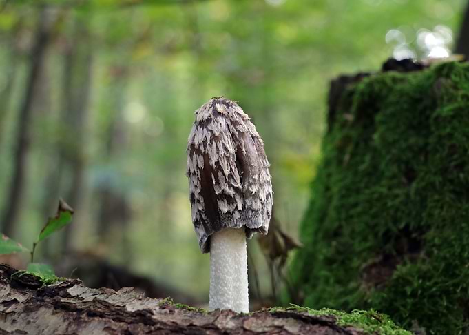 Mushroom